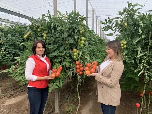 Hazera España muestra su variedad de tomate rama Sotomayor en La Mojonera