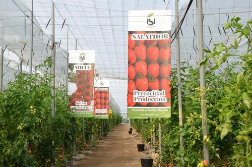 ISI Sementi presenta sus variedades de tomate para todas las tipologías en Almería
