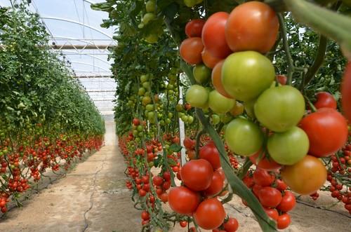 Rijk Zwaan celebra la Semana del Tomate en el CED de El Ejido