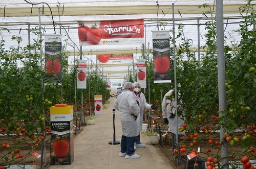 HM.CLAUSE se viste de rojo en su 'Semana del Tomate' en Almería