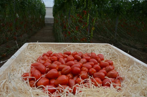 Semillas Fitó presenta en su 'Tomato Experiencie' su nueva línea Flavourite