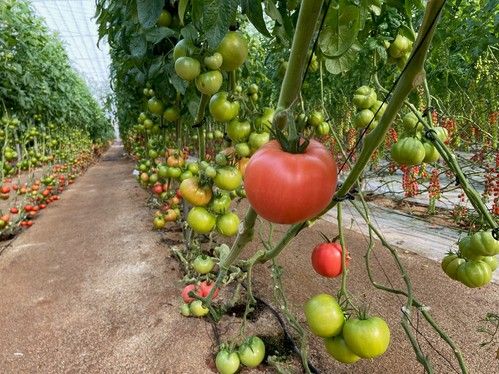 Rijk Zwaan presenta su amplio portfolio de variedades de tomate en su tradicional demo en Níjar