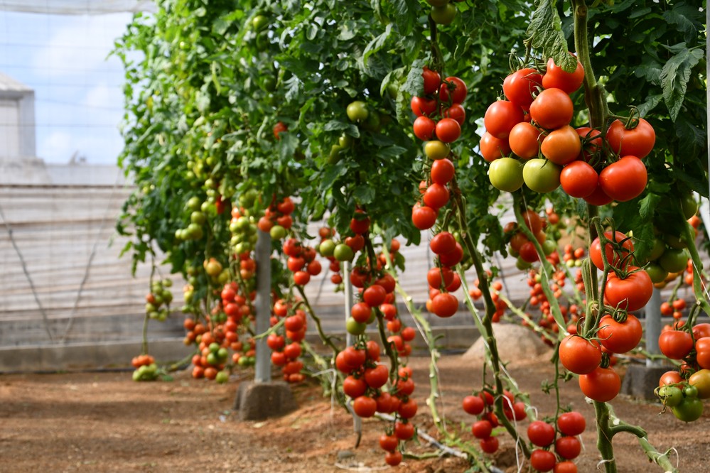 ISI Sementi inicia su periodo de jornadas de tomate mostrando su amplio portfolio en todos los tipos