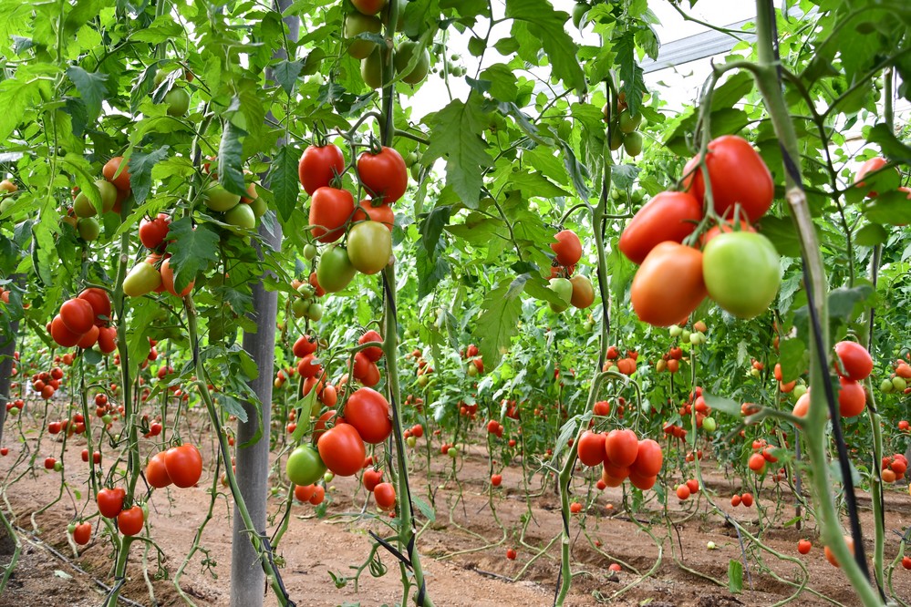 Fitó presenta en Níjar su nuevo tomate pera Magneto