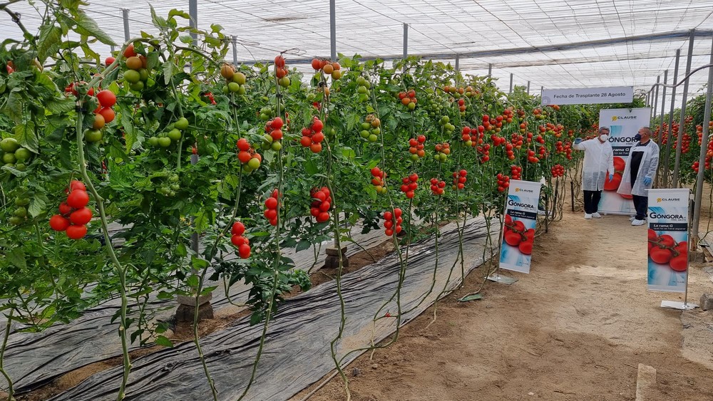 El tomate Góngora de HM.CLAUSE se presenta ante más de un centenar de productores