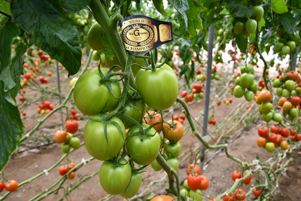 La IV edición de la TomatoXperience muestra las novedades de Semillas Fitó