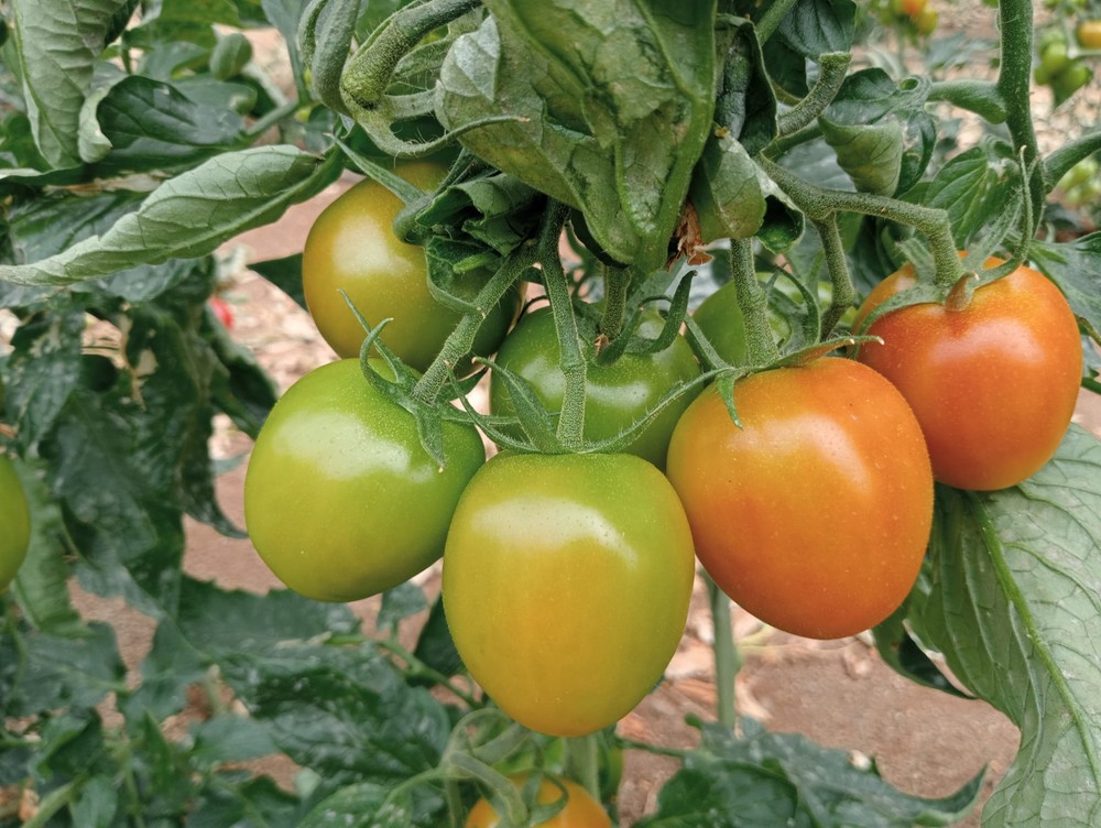 Carbonite demuestra que mantiene el vigor del tomate todo el ciclo