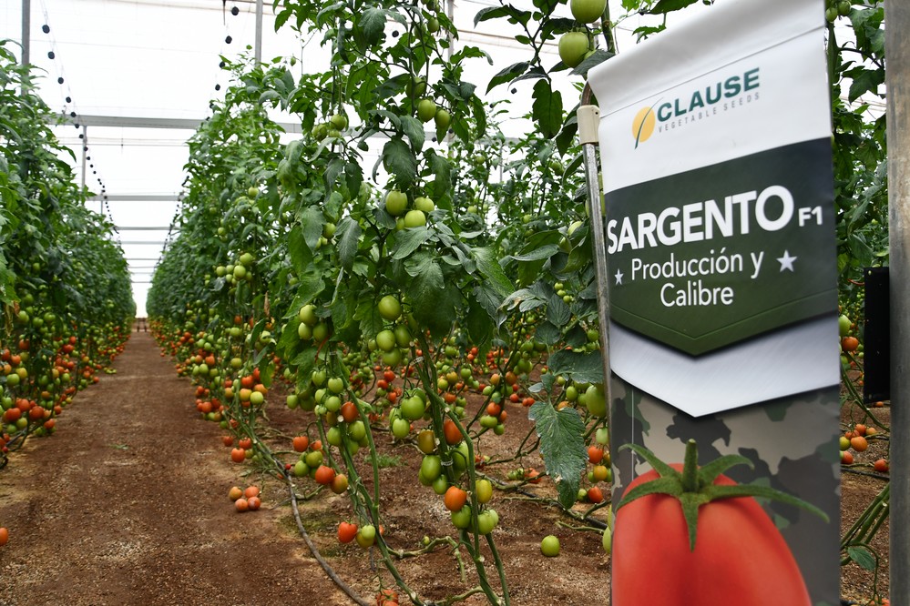 Sargento: producción, calibre y resistencias en un solo tomate