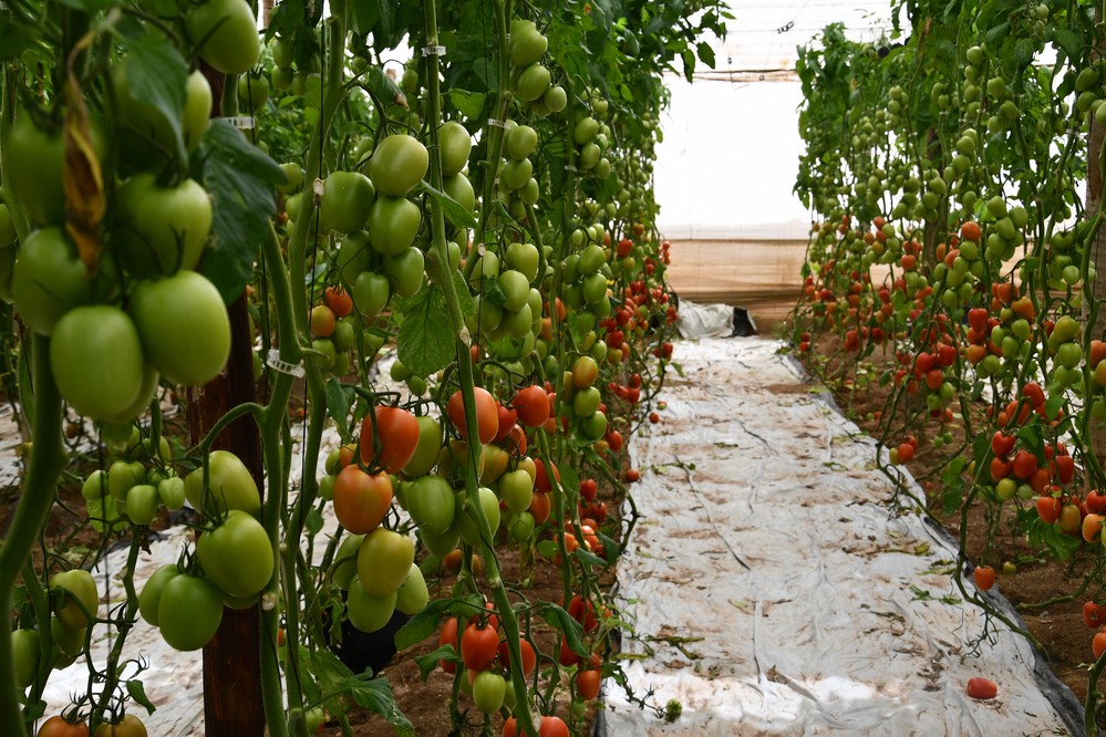 Arondir, el tomate pera de Top Seeds, saca músculo en Níjar