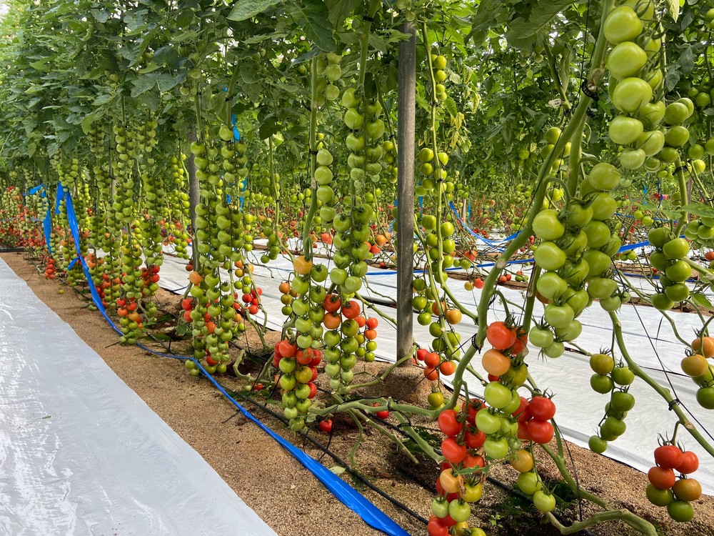 Rijk Zwaan enseña en Níjar sus novedades en tomate con alta resistencia al rugoso