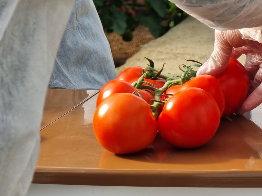 Syngenta presenta Myrador, el tomate rama de categoría extra con resistencia intermedia a rugoso