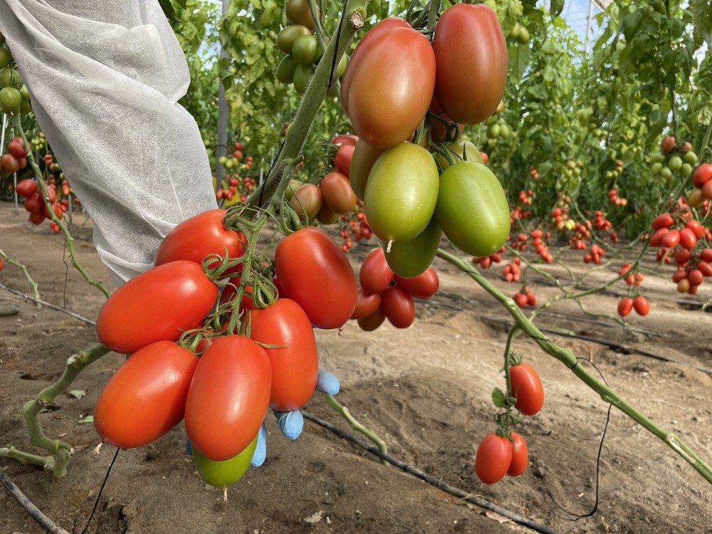 Meridiem Seeds ayuda a combatir al rugoso y la cuchara con su nuevo tomate pera alargado