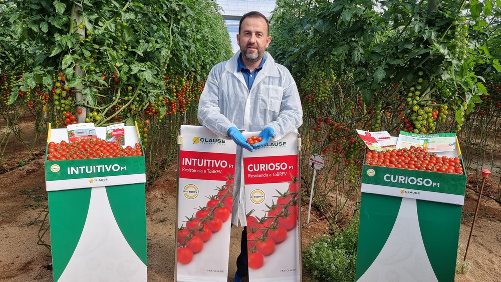 Cientos de productores conocen en Níjar los cherrys de HM.CLAUSE con resistencia al rugoso