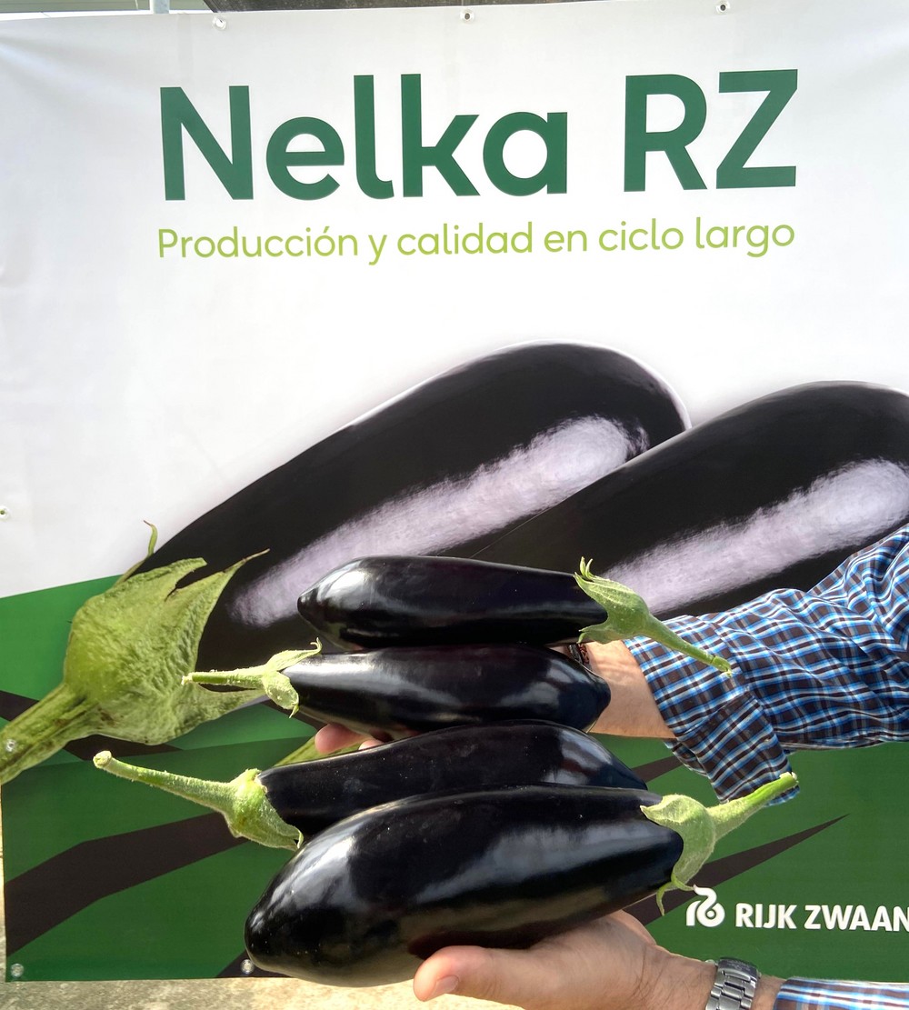 Nelka RZ se consolida como la variedad ideal para agosto-septiembre por su calibre y rusticidad