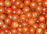 Francisco José Cazorla, comercial de NíjarSol S.A.T.: “El frío regula la producción de cherry, que, de momento, mantiene buenas cotizaciones”