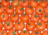 Luis Olcina, director comercial de Ecopark Níjar S.A.T.: “Todos los tipos de tomate están muy bien de precio gracias a la poca producción”