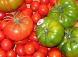 La cotización del tomate aumenta la primera semana de julio con respecto a finales de junio