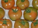 Todos los tipos de tomate se venden por debajo de los precios de hace un año
