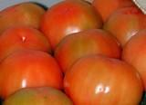 El tomate experimenta una notable subida de precios en esta última semana destacando el tipo daniela que supera los 0´80 euros el kilo