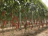 El tomate mantiene precios aceptables gracias al aumento de las exportaciones a Centroeuropa