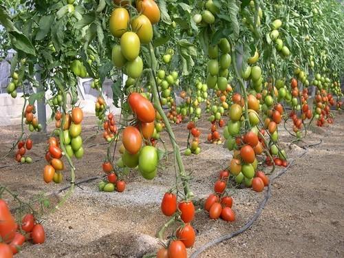 El tomate pierde valor en la segunda semana de abril pero se mantiene por encima del euro
