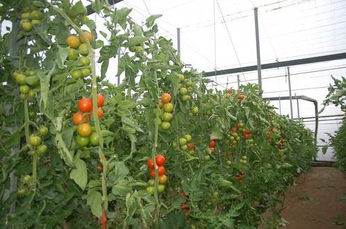 El tomate pone punto final a su buena racha y ya cotiza por debajo incluso de los 0,50 euros