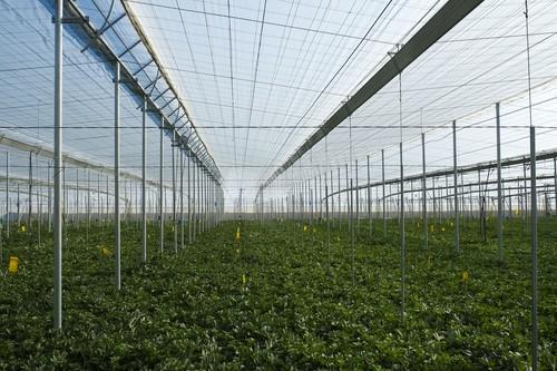 HORTIESPAÑA lanza un vídeo para dar a conocer el cultivo de invernadero
