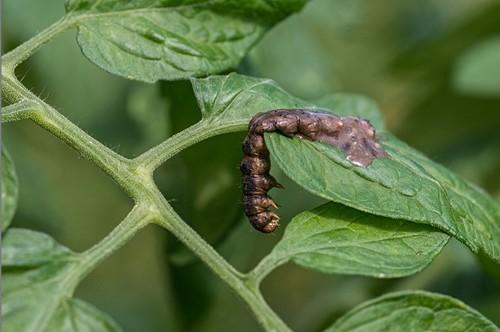 Virus entomopatógenos: nuevos avances en el control de plagas de lepidópteros en cultivos hortícolas