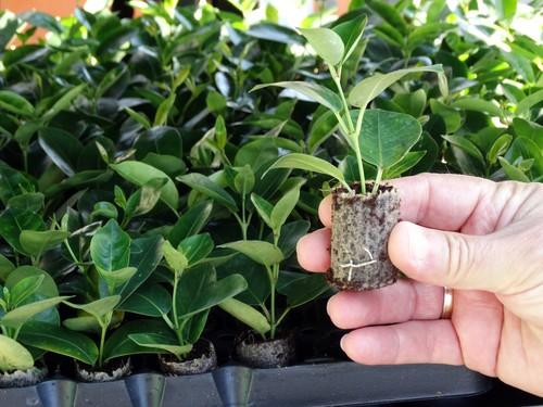 Semilleros Laimund aumenta su producción de ornamentales y se prepara para la campaña de primavera hortofrutícola