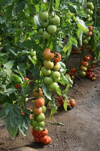Hazera Spain presenta 'Sotomayor' en sus jornadas de tomate en La Mojonera