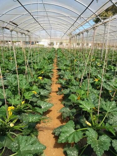 Los bioestimulantes ecológicos de Trama y Azahar demuestran su efectividad en la mejora de la polinización, cuajado y calidad de los frutos