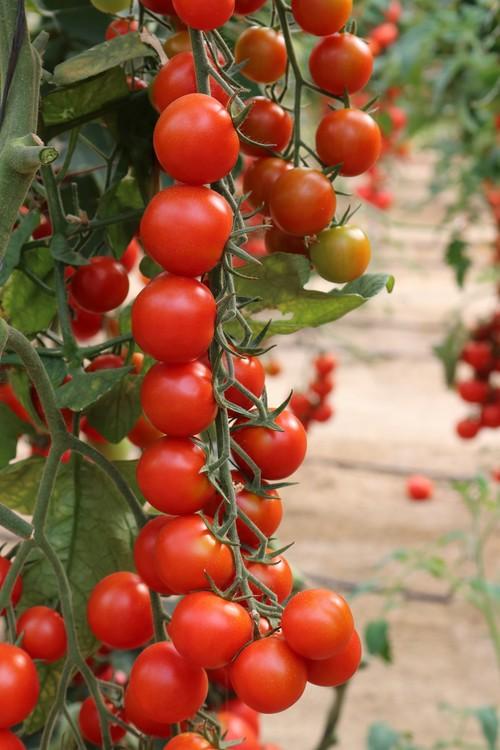 Meridiem Seeds apuesta por la excelencia en tomate con Granoval y Cherruty