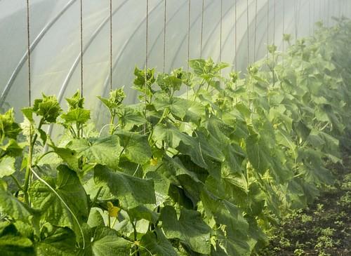 Carbotecnia desarrolla nuevas formulaciones para agricultura convencional y ecológica
