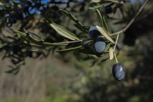 Agricultura multiplica por cuatro los controles en viveros y centros de jardinería para prevenir la Xylella fastidiosa