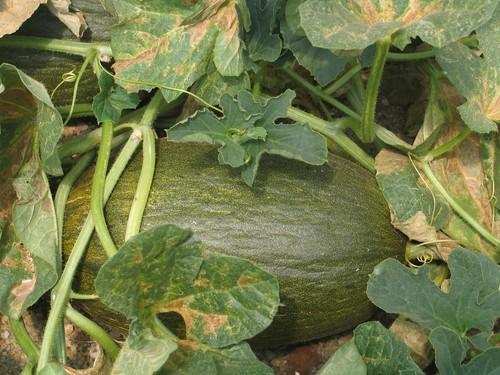 El melón piel de sapo cae a la mitad y se queda sin superar los 0,30 euros el kilo de media