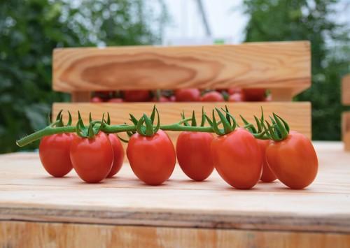 Unica Group producirá en exclusiva el tomate cherry pera rama más dulce del mercado, Sugarino RZ