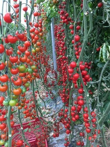 Seminis tiñe de rojo la península ibérica con un catálogo de tomate ambicioso en todas las zonas productoras