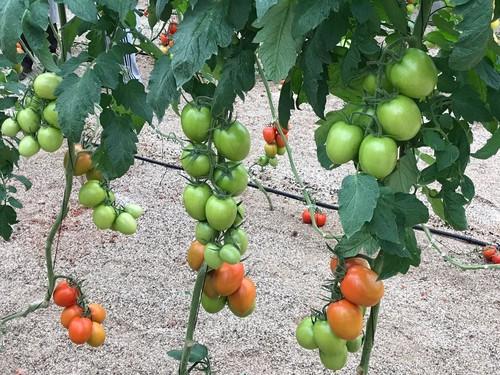 Calabacín y tomate mejoran de precio, con el tipo pera por encima de los 0,90 euros