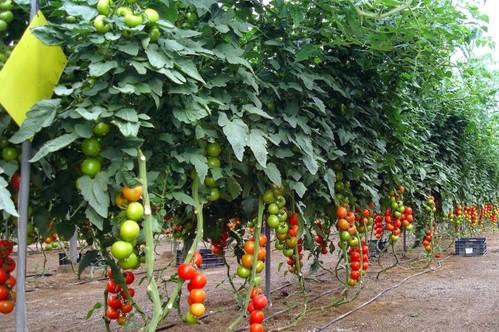 AgriAlgae®, el mejor aliado para aumentar el rendimiento y la calidad del cultivo de tomate