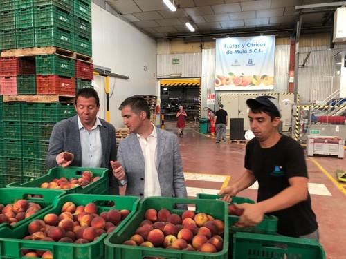 Las cooperativas de cítricos y frutas de la Región aumentan su producción de media un 10 por ciento en lo que va de año