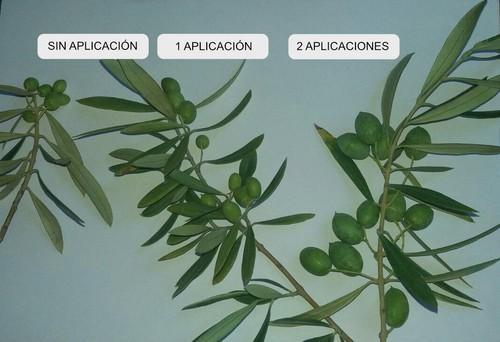 Los formulados de Trichodex, Molyblue y Citomastic, aportan protección y buen desarrollo al olivar