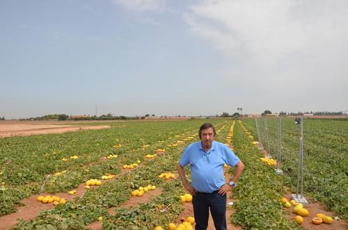 Ramiro Arnedo potencia su catálogo de melón con el amarillo Dulcesol (AR30280) como variedad más destacada al aire libre