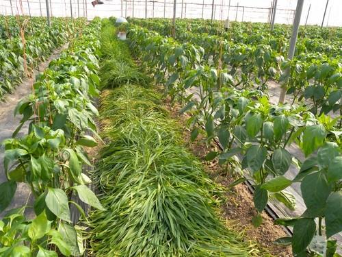 Koppert ayuda a crear el reservorio vegetal idóneo contra pulgón y trips