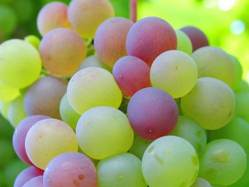 La producción de uva de mesa genera 120 millones y más de 15.000 empleos en Murcia