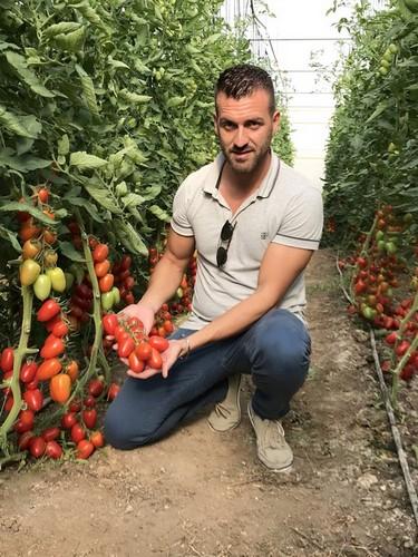 ENDEVORY, el tomate rama de EUGEN SEED  que satisface a toda la cadena alimentaria