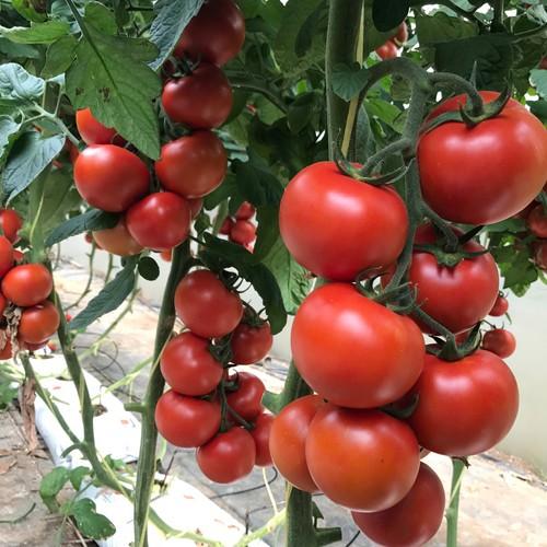 Los tomates de ISI Sementi ,  el pera ISI 52055 F1 y el rama de calibre Botero F1 causan sensación en Almería