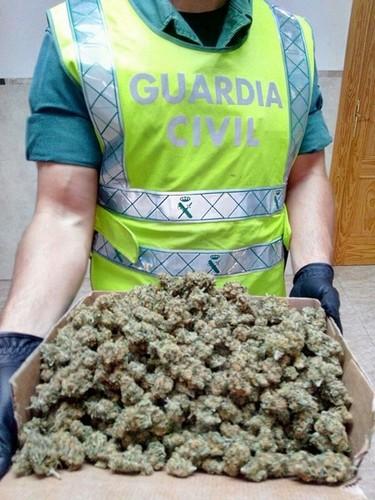 La Guardia Civil incauta 24.000 plantas de marihuana en un invernadero de tomates del Campo de Níjar