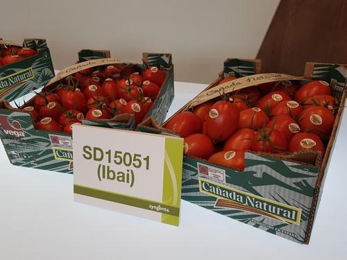 Tasmir e Ibai son las novedades de Syngenta en tomate para esta campaña en Almería