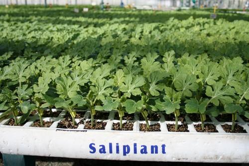 Semillero Saliplant, un referente en Almería por la calidad de planta injertada y cumplimiento de fechas de entrega