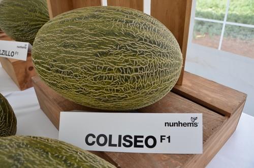 Nunhems® ofrece con Coliseo F1* el primer melón piel de sapo con resistencia al virus Nueva Delhi